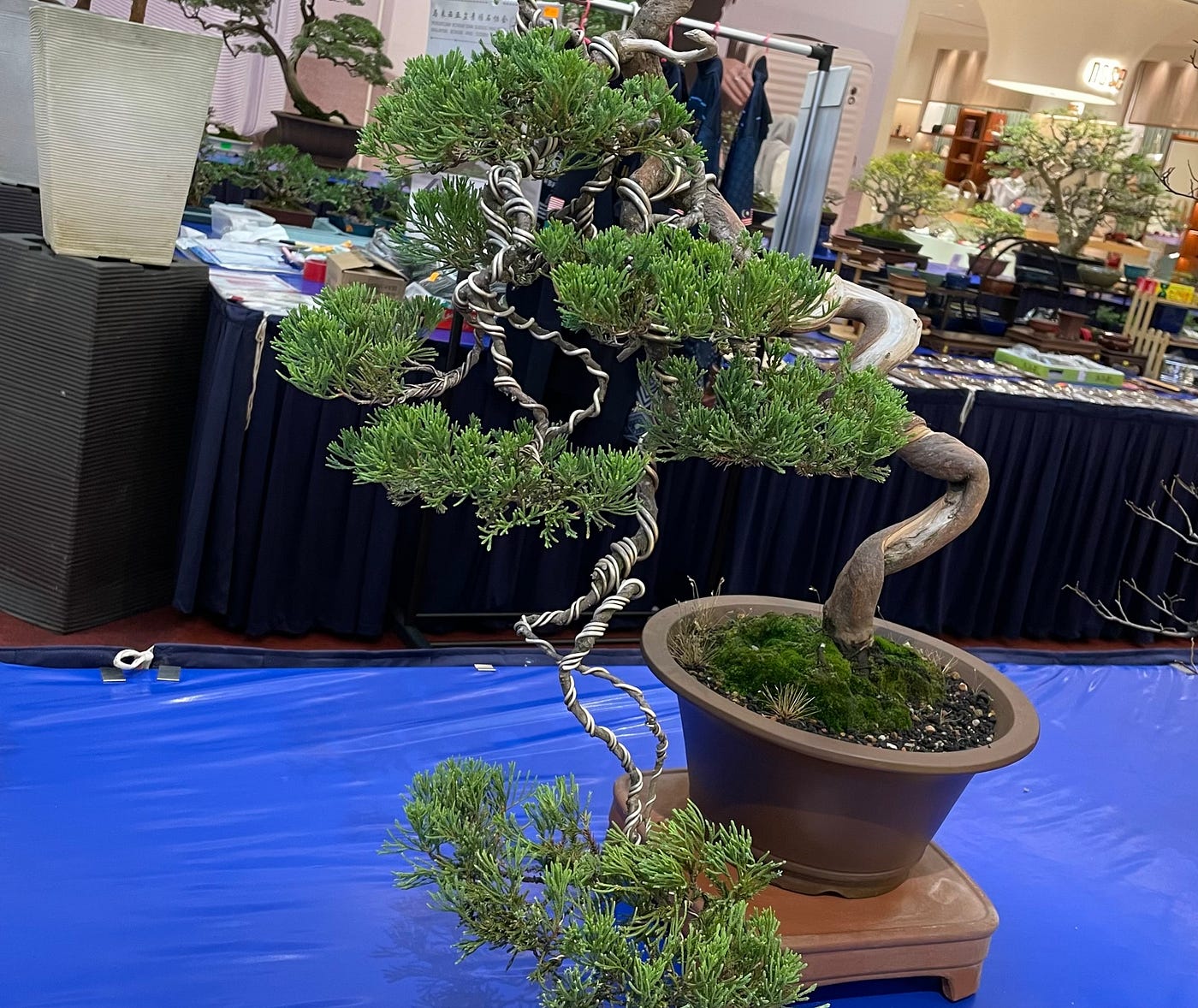 green mound juniper bonsai tree Green Mound Juniper