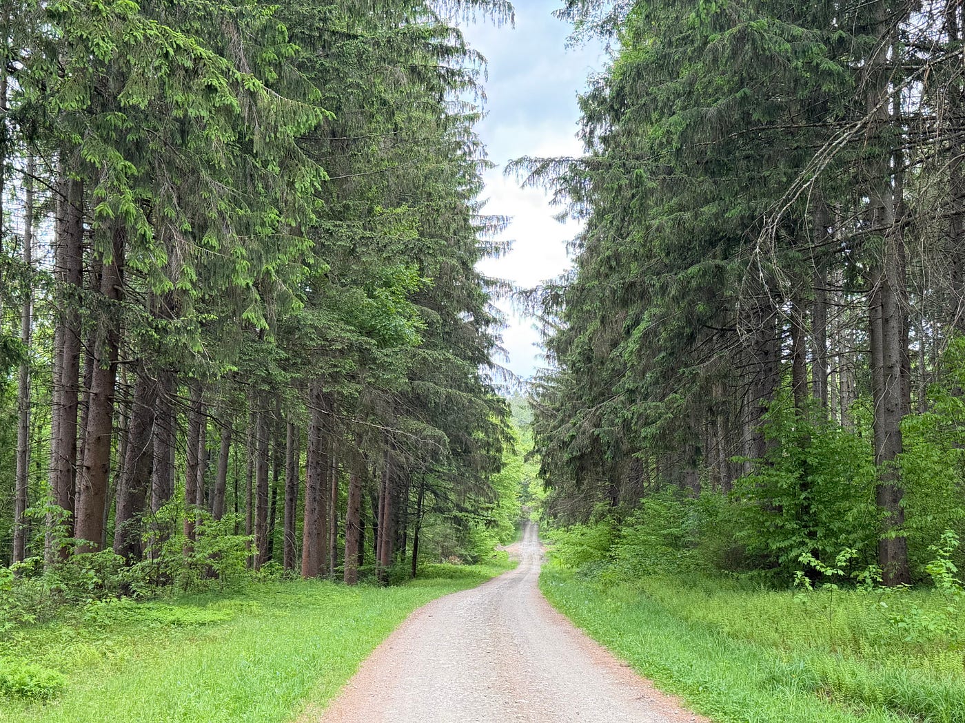 View While Mountain Biking in the Pharsalia Woods NY State Forest/Author Photo