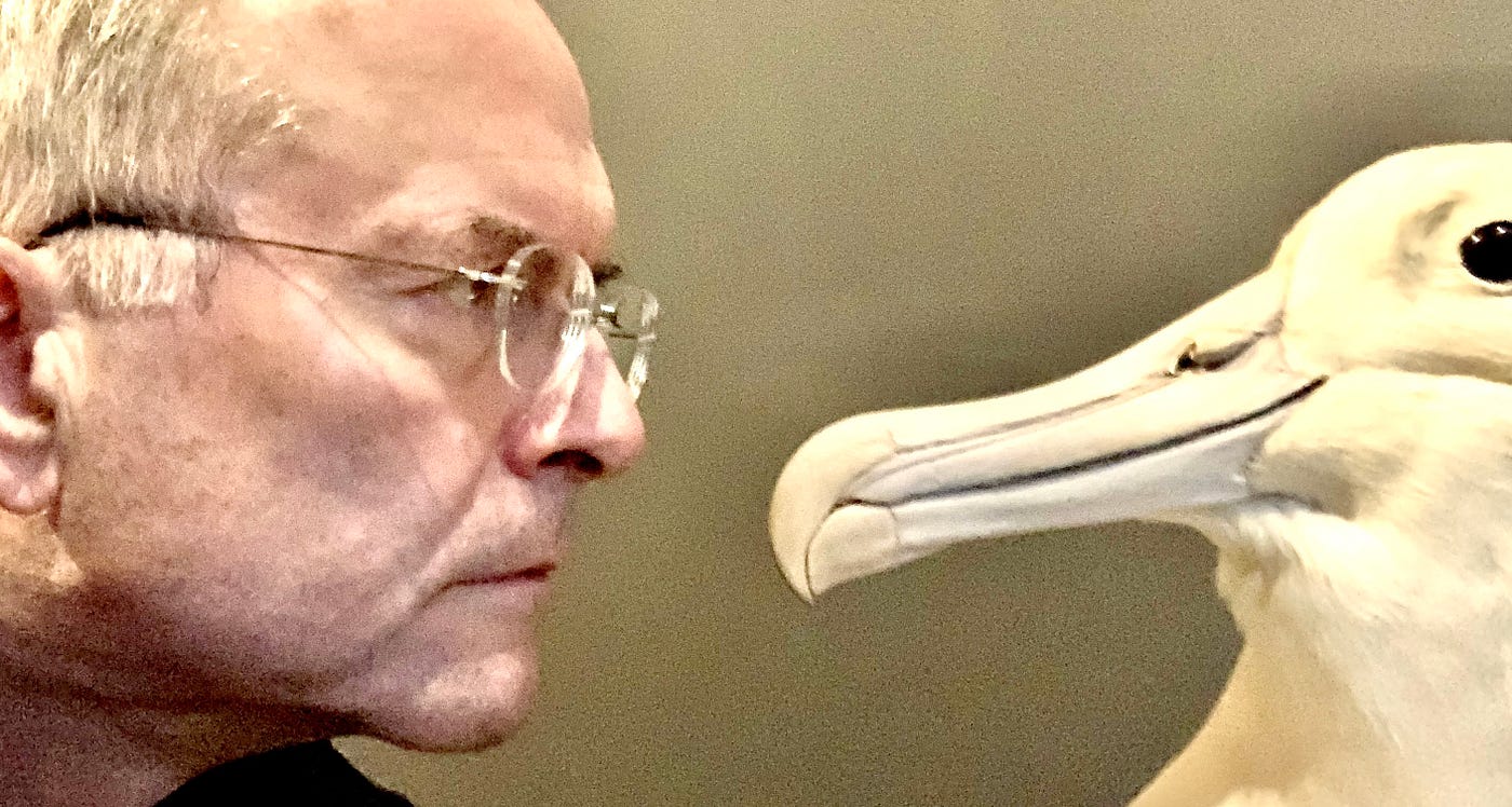 Albatross Wingspan Compared To Human