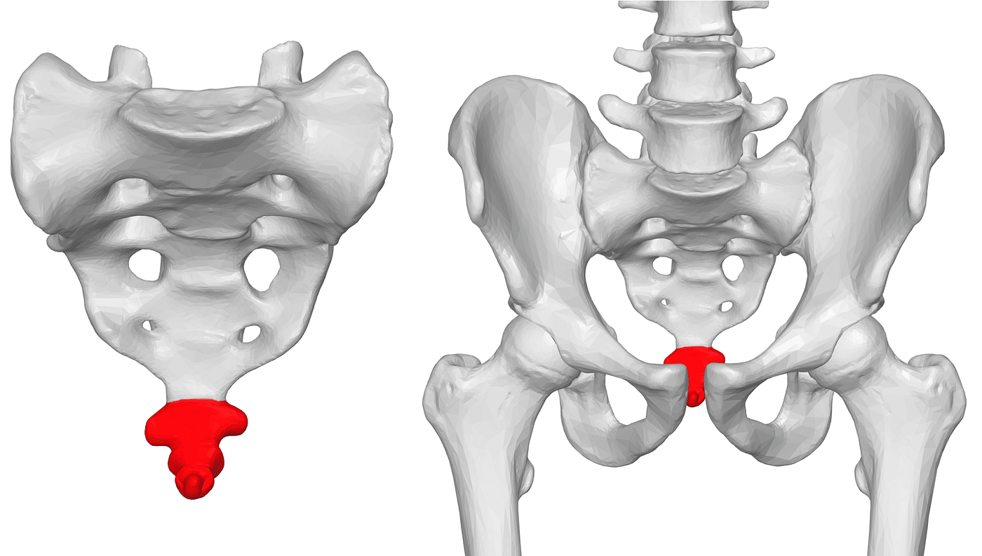 When Your Tailbone Sticks Out and What It Means