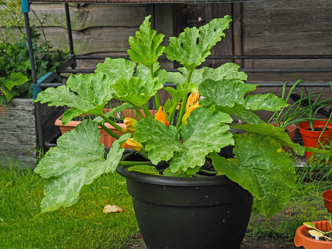 Courgette Flowers and Happy Bees