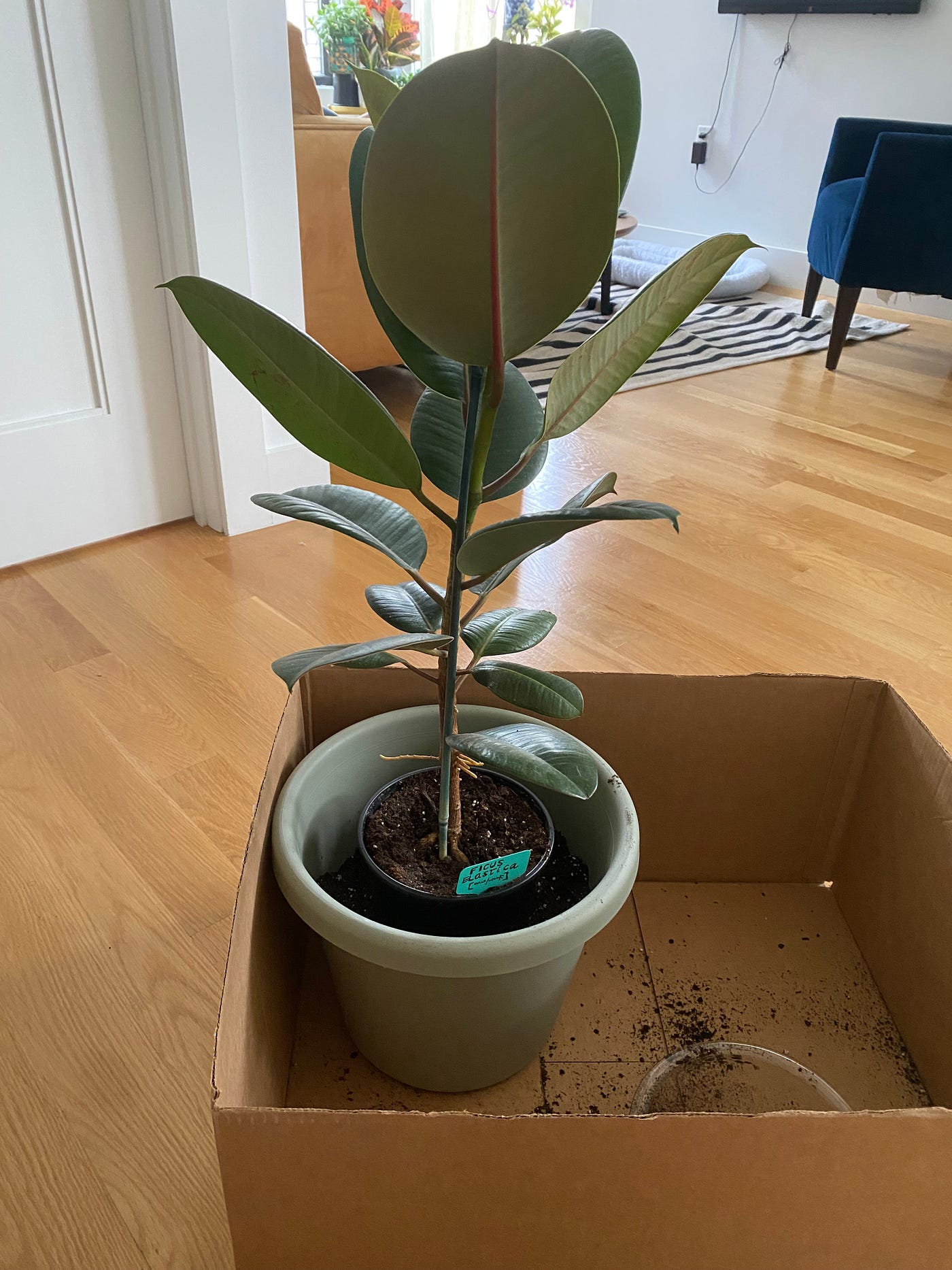 Repotting My Rubber Tree. Thanks to a new way of repotting! | by Matt Croak  Plants | Thought Thinkers | Medium