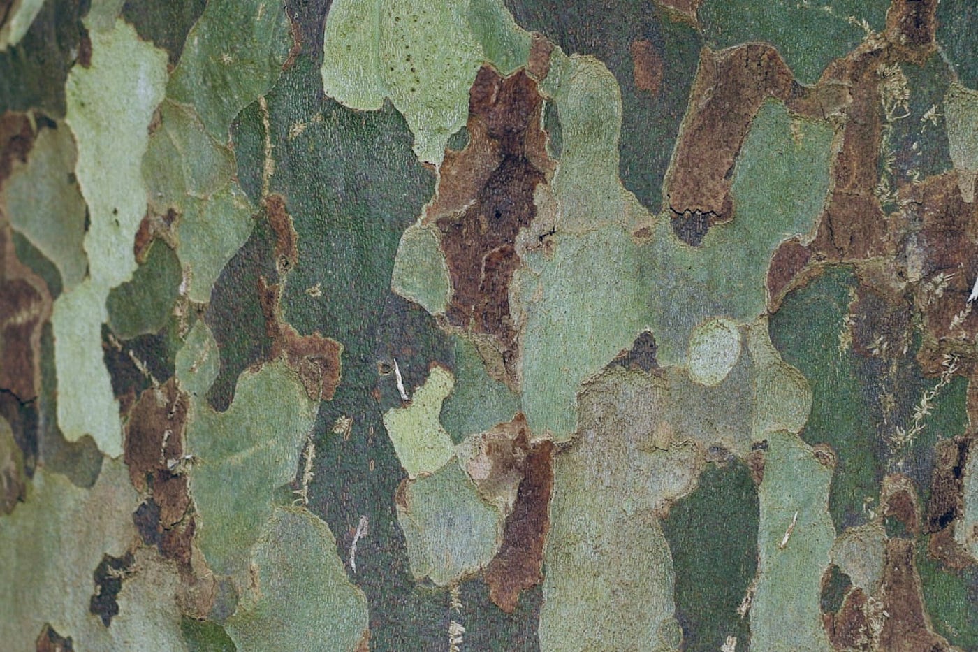 Camouflage