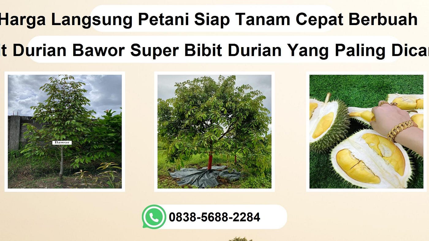 Jual Bibit Durian Musang King Di Surabaya Jawa Timur