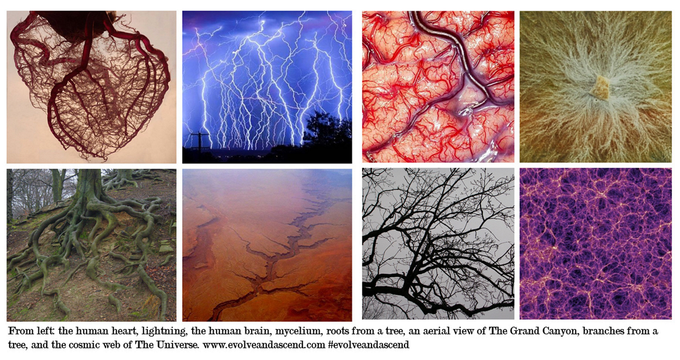 Bitcoin is a Decentralized Organism (Mycelium) — Part 1 / 4 | by Brandon  Quittem | Medium