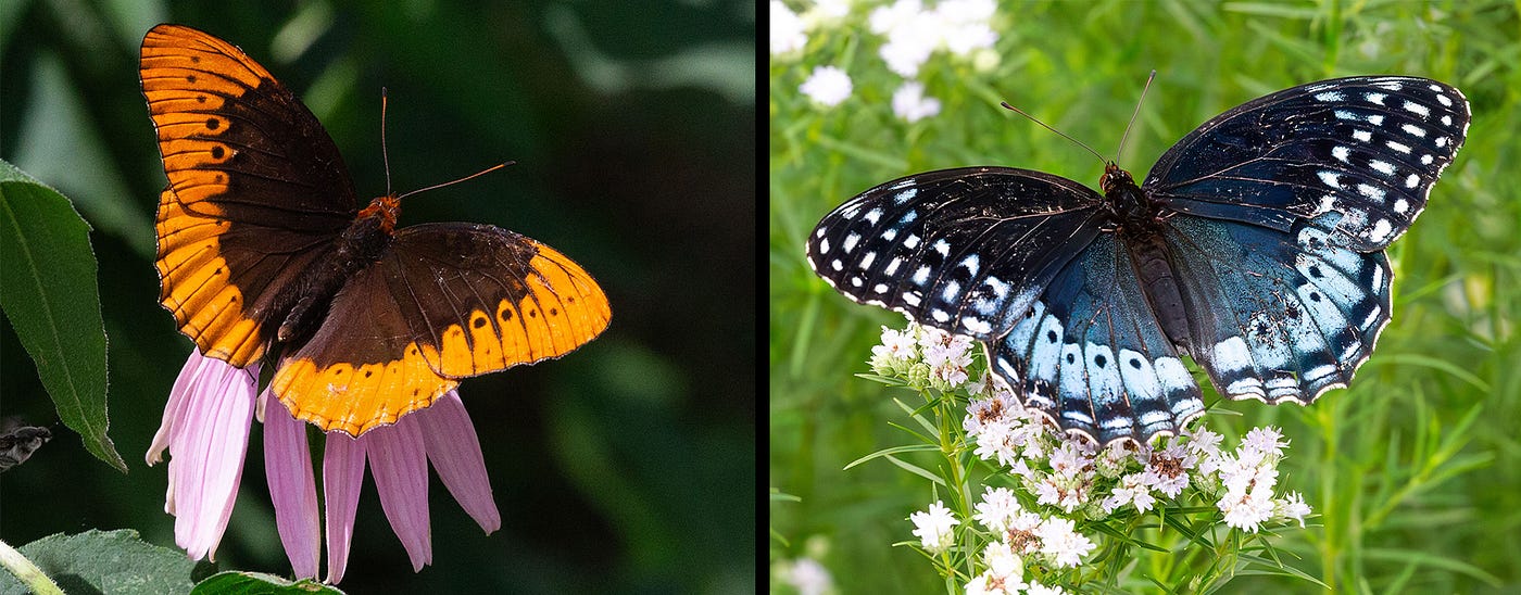 Hey! Diana!' Flashy butterflies booming in eastern Oklahoma | by