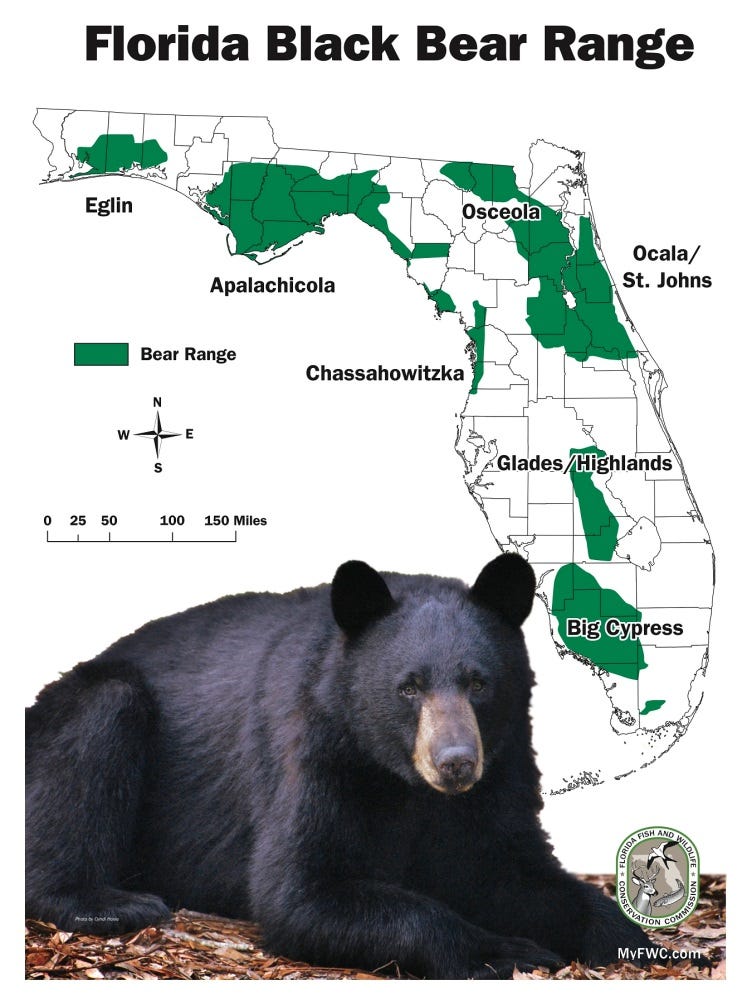 Florida Black Bears  The Nature Conservancy