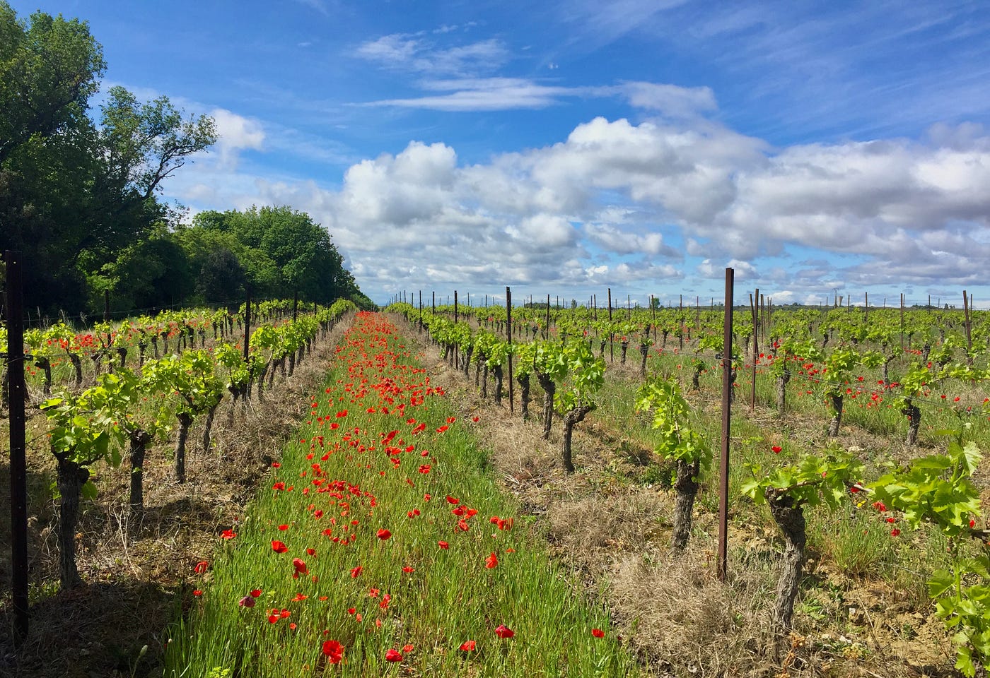 Languedoc vineyard