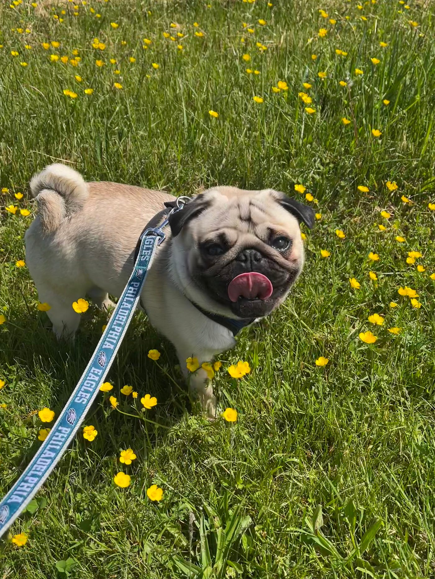 Pug double cheap curl tail