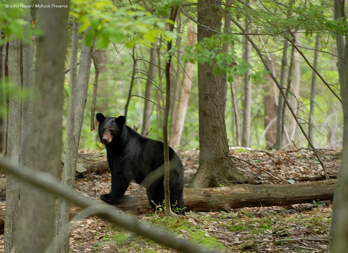 Species Spotlight: Black Bear. Black bears were hunted heavily and