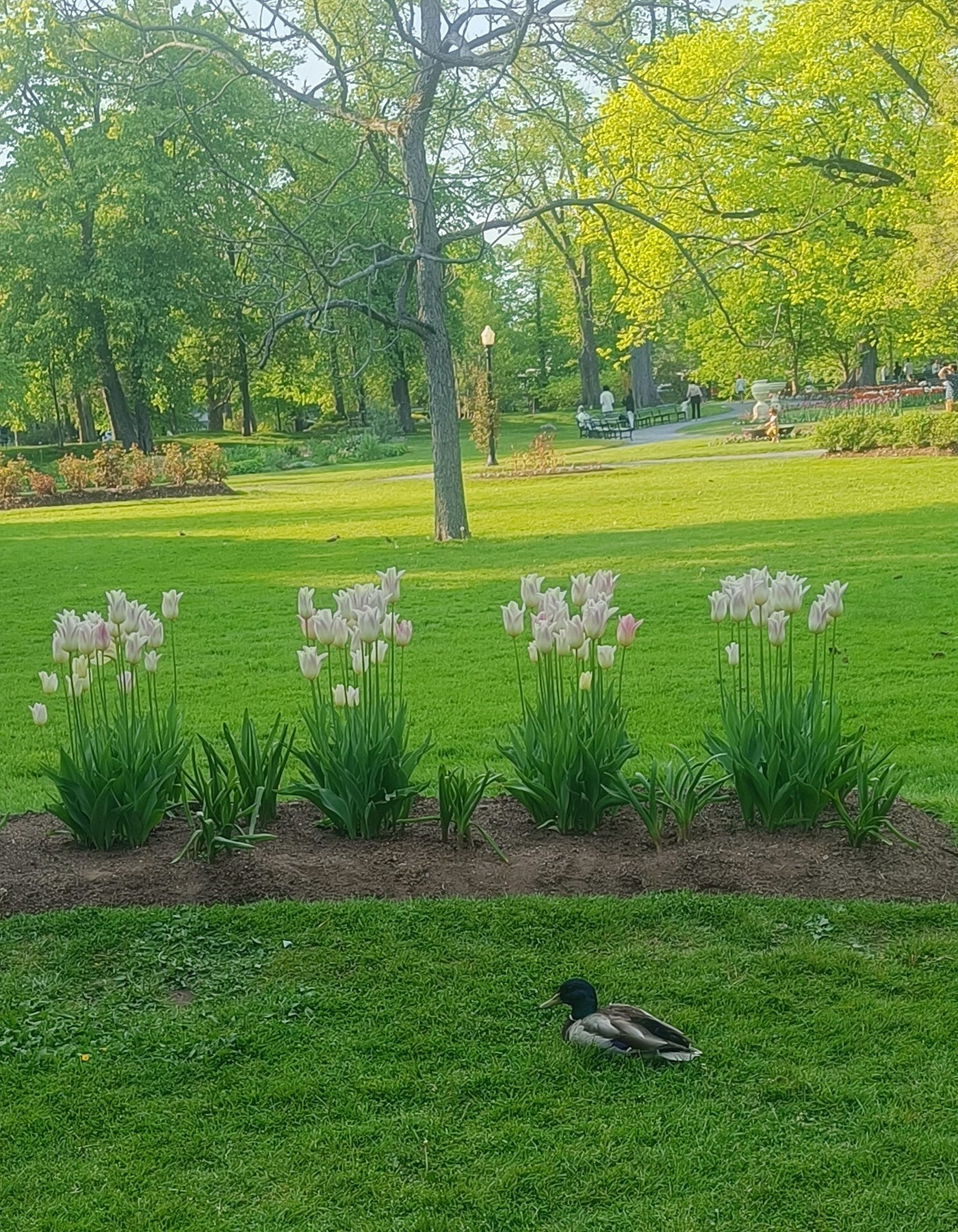 My Walk Through a Floral Paradise in the Heart of a City