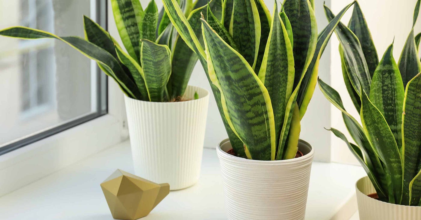 Can You Take Plants on a Plane? Traveling with Houseplants | by Veronica  Hanson | Medium