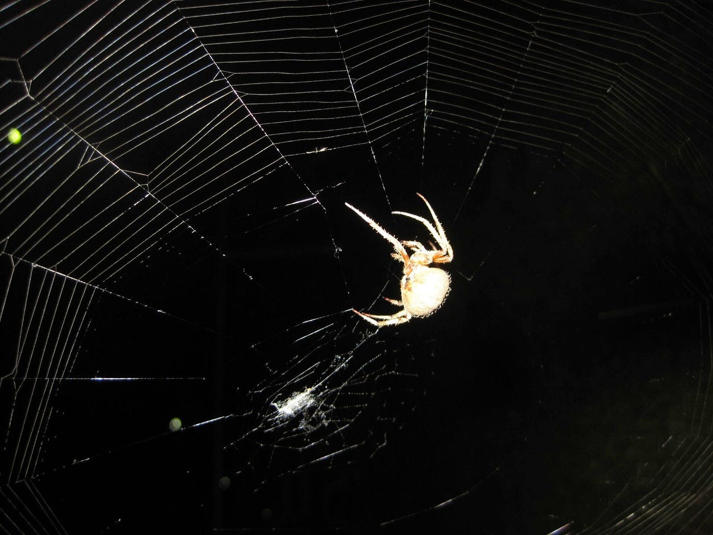 Spider Webs On Drugs Spider Webs On Drugs