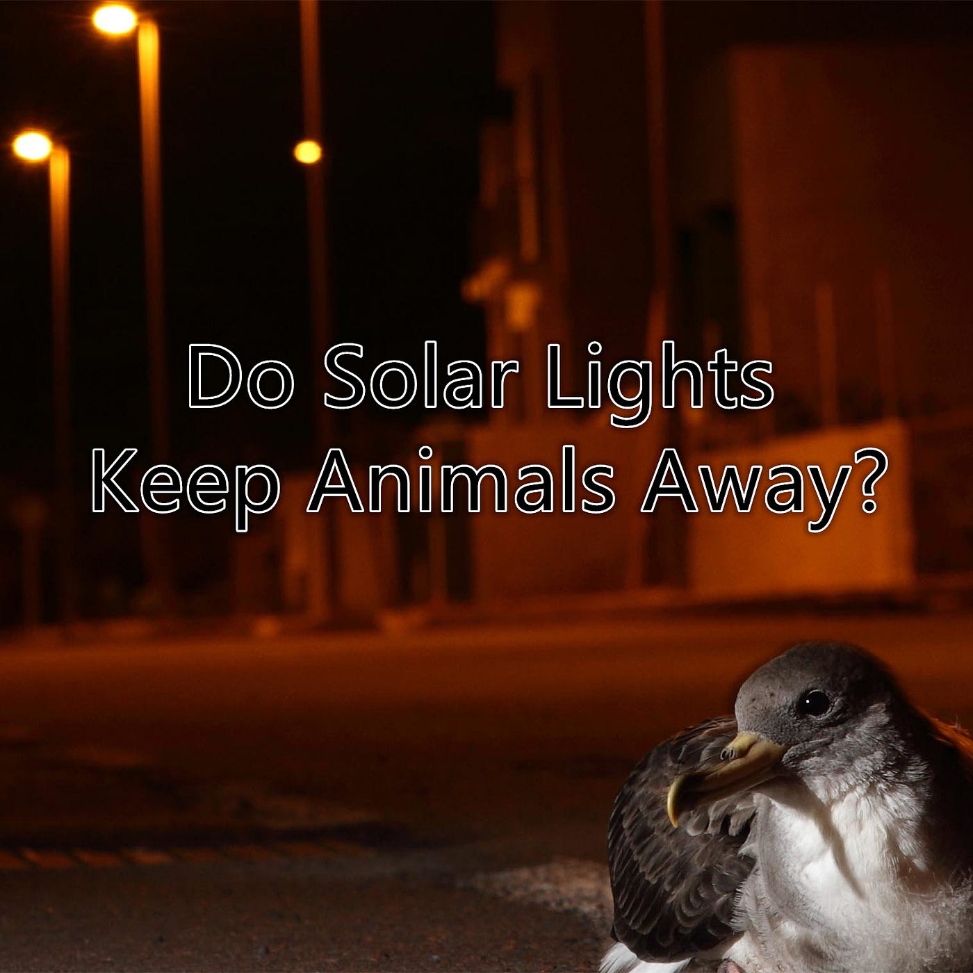 Do Solar Lights Keep Animals Away | by Eneradar | Medium
