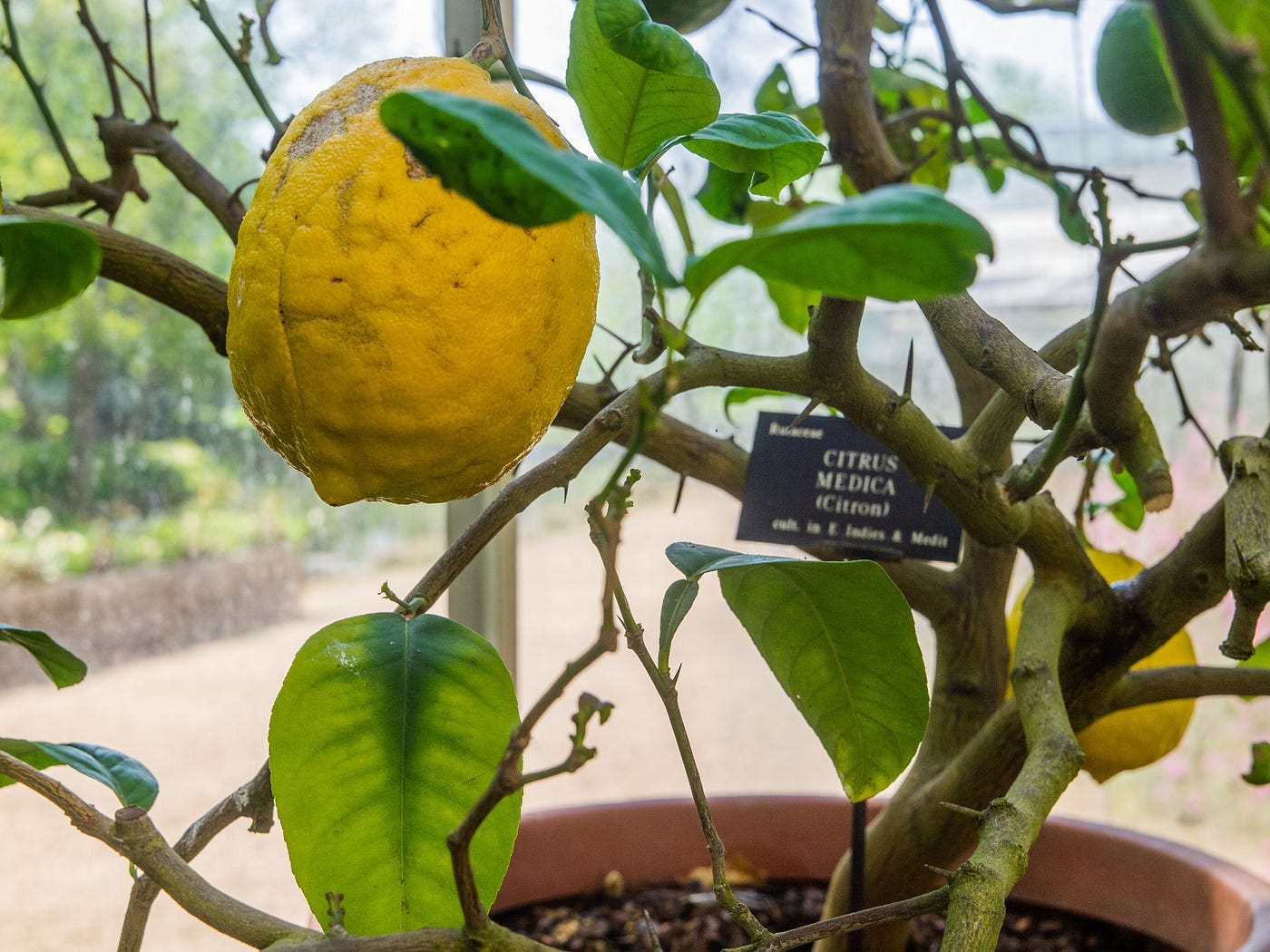 Caring for Citrus. Citrus plants have been grown at Oxford… | by