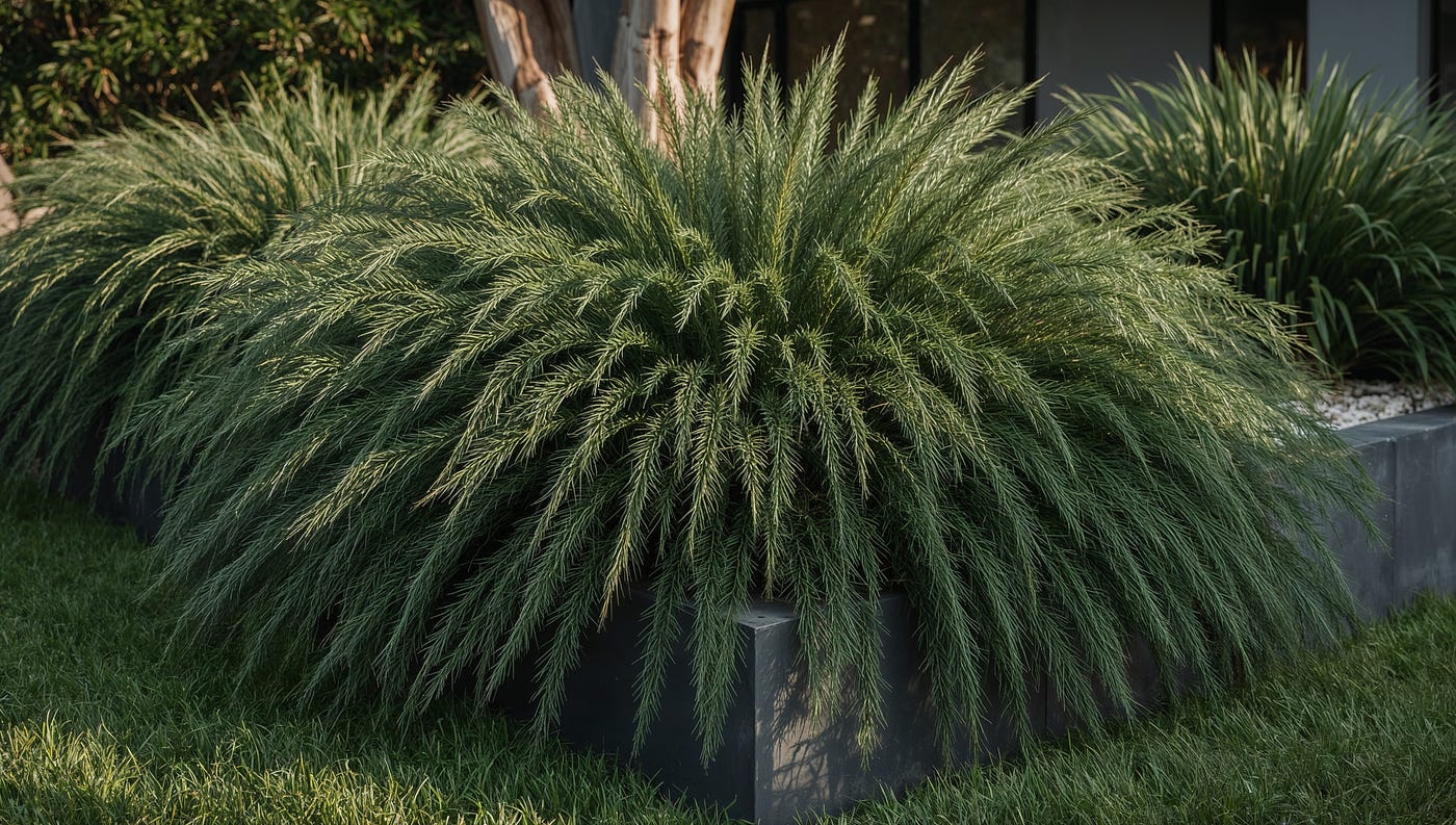 Cousin It Plant Problems & fixes: Expert Guide for Aussie Gardens