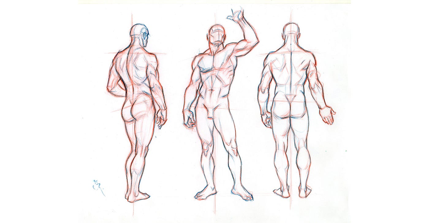beginner human anatomy drawing