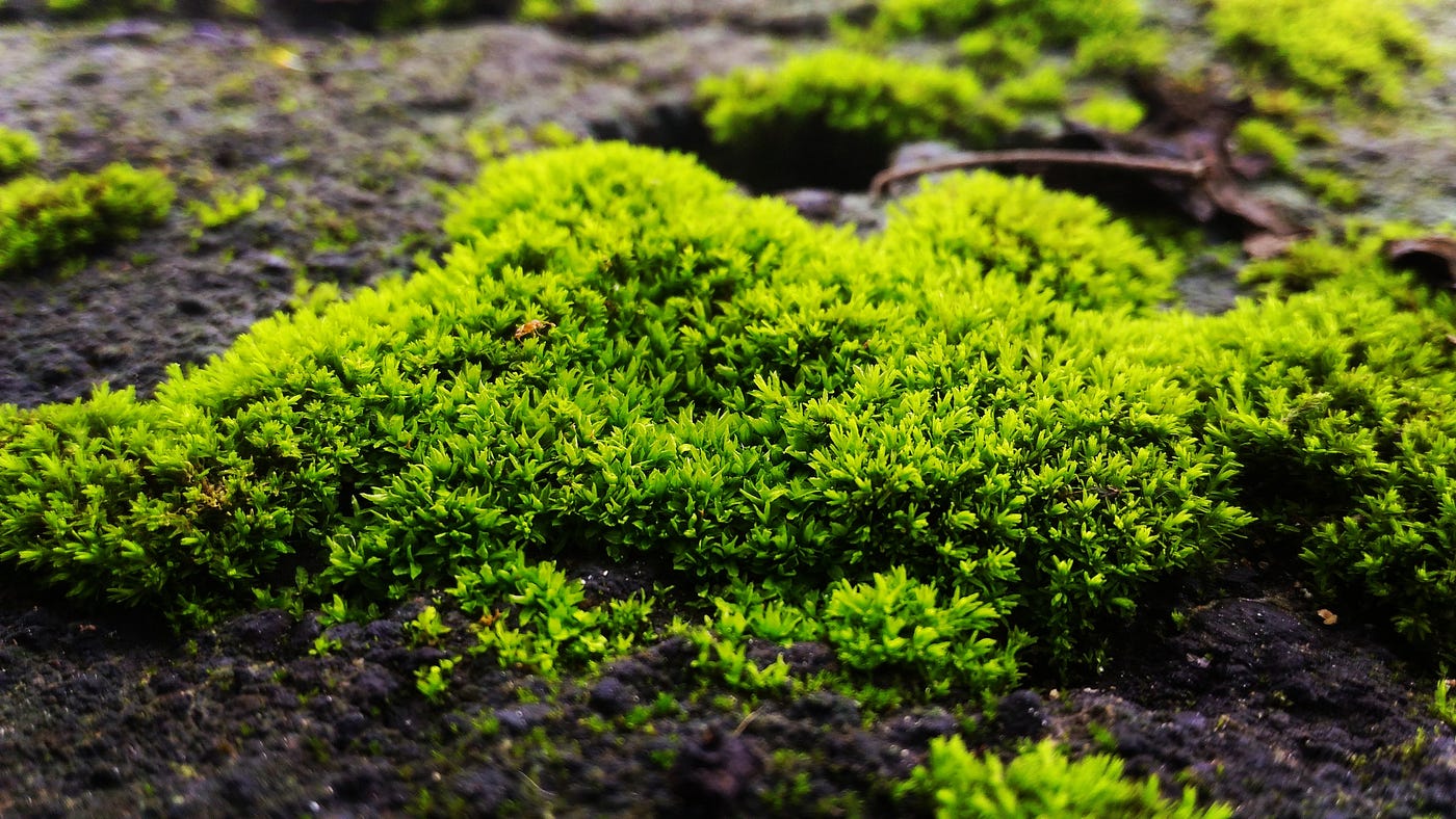 What is the moss of New York?. Though moss is a simple plant, we | by  Christa Avampato | Age of Awareness | Medium