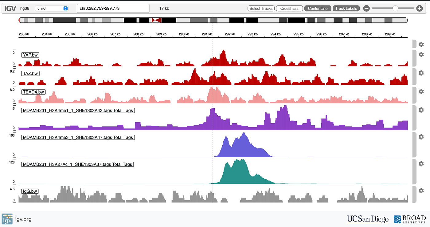 This snapshot provides a visual comparison of the bindings of YAP, TAZ, and TEAD4 with histone modification signals to classify regulatory regions in the genome.