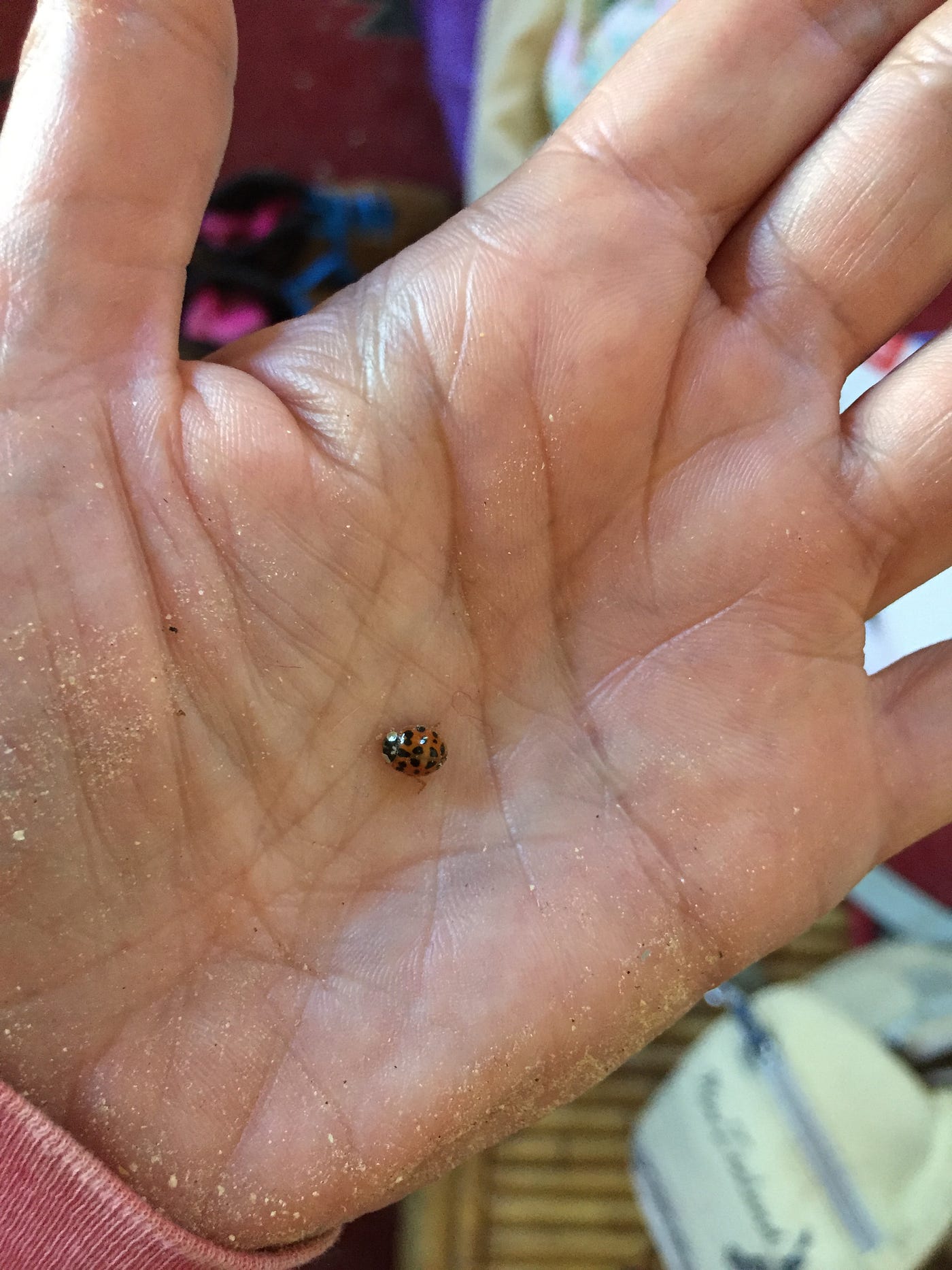 Ladybug Came Home With Me