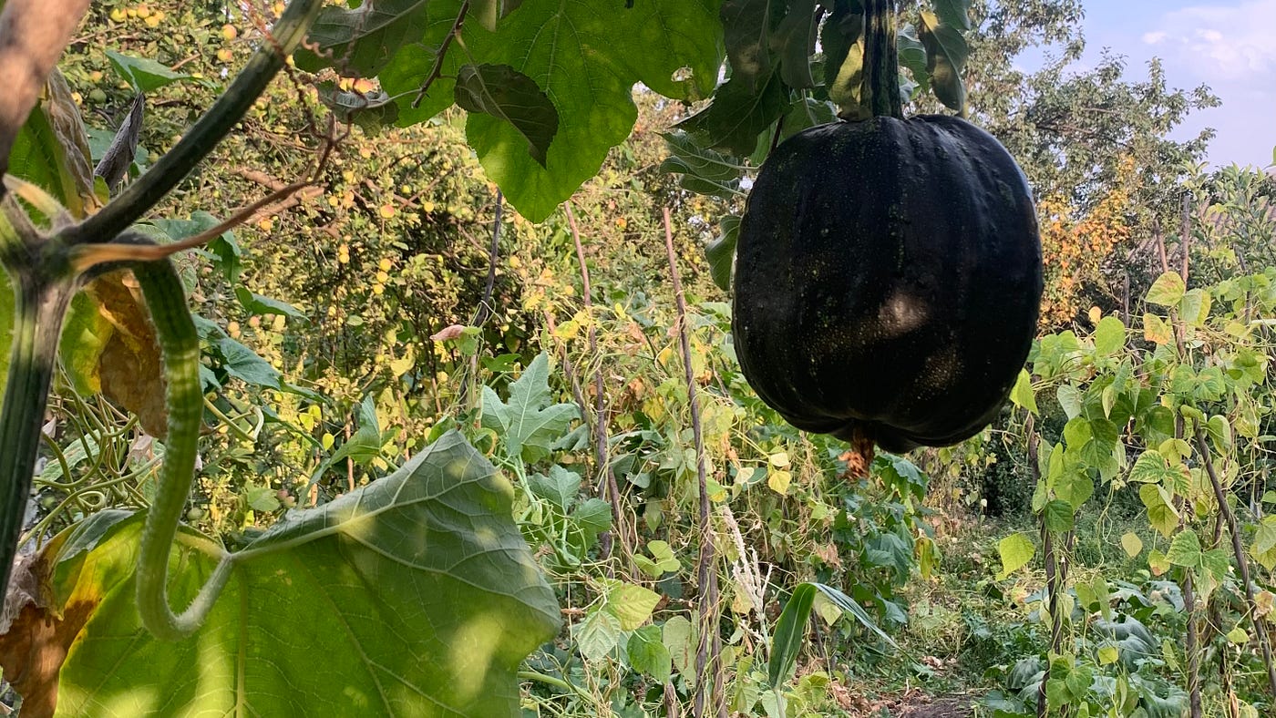 14 Days in a Life of a Bean Farmer: The Secret Garden, by Maria Badasian