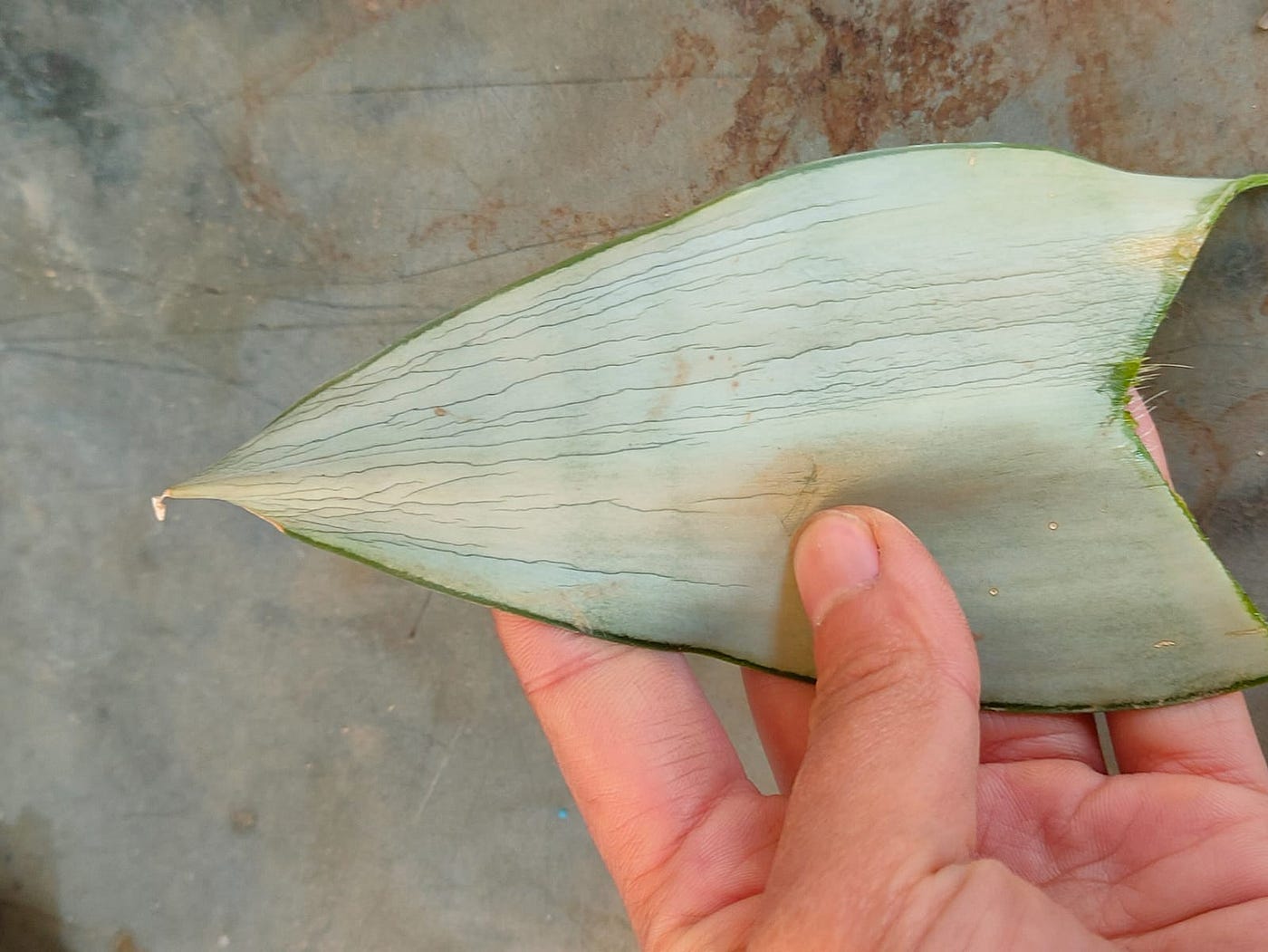 How I Propagated Snake Plant Cuttings in Water | by Soyami W Shimray |  Medium