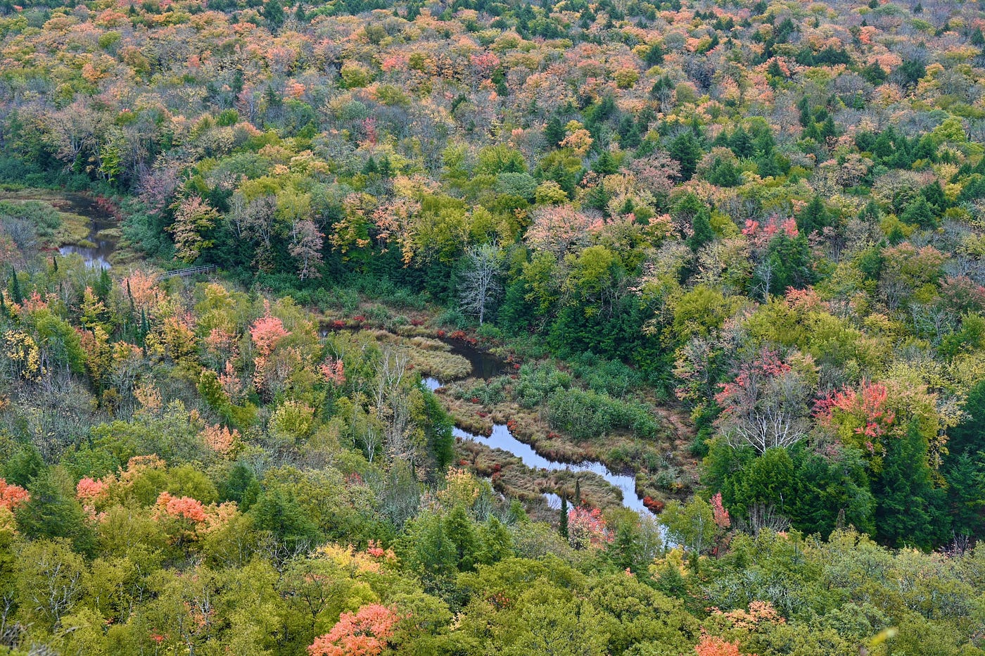 Aerial view of a forest. (Photo by William Liu on Pexels)