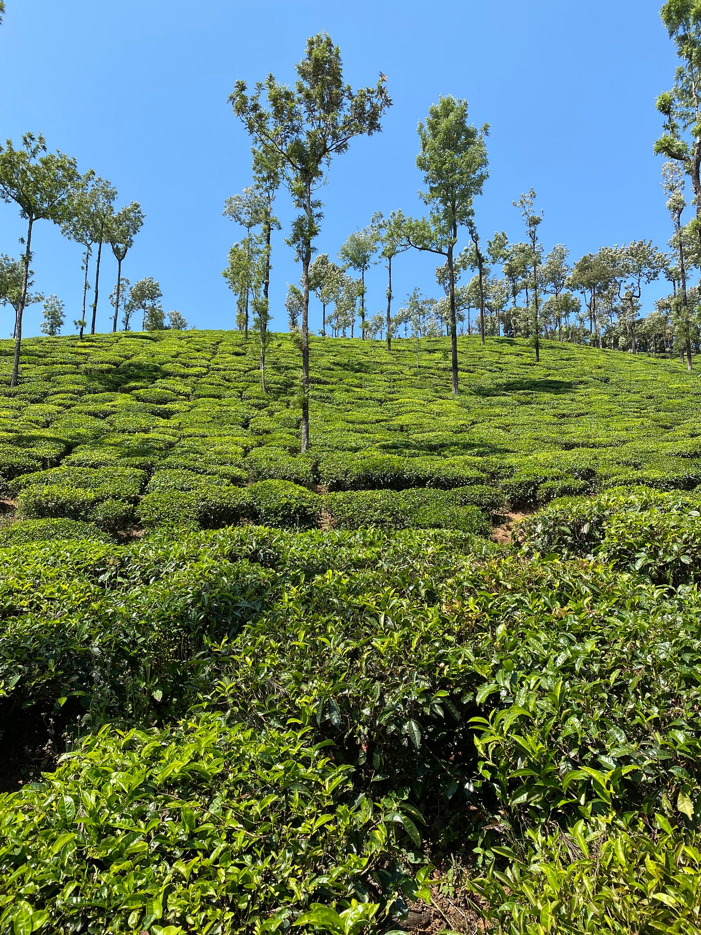 Driving along Malnad