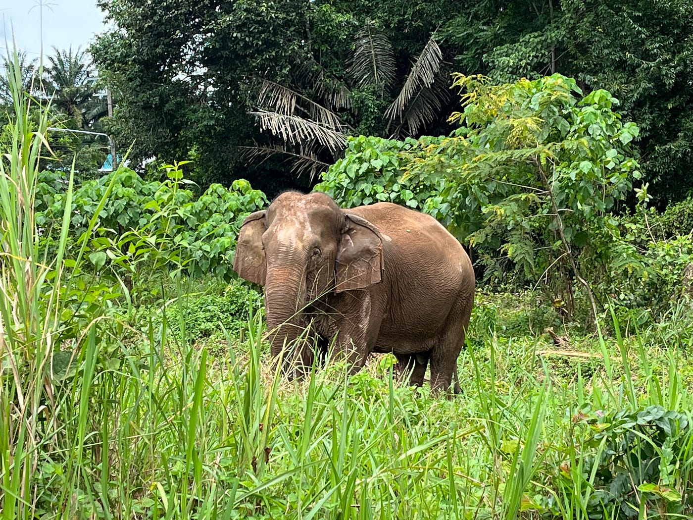 Ist Reiten Tierquälerei? Ein persönlicher Blick auf Elefanten in Thailand und Pferde in Deutschland