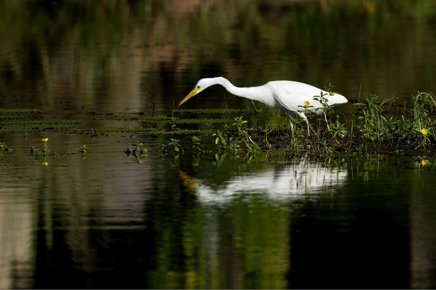 Snowy White Egret Photo by David Clode on Unsplash