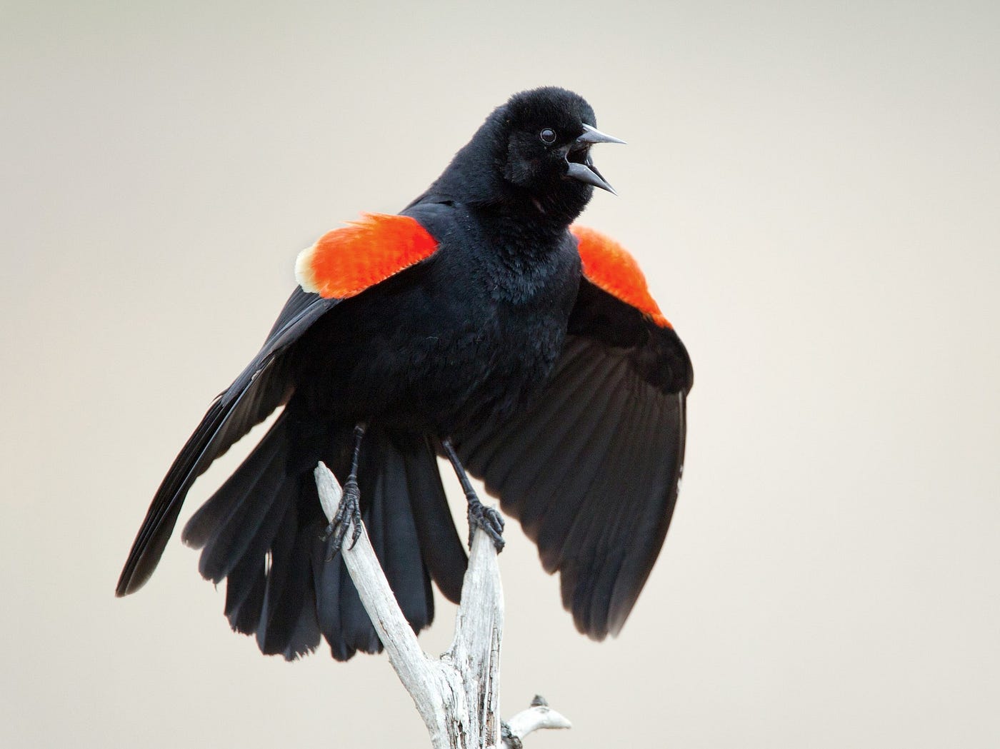 Red-winged Blackbird  Imagine Our Florida, Inc