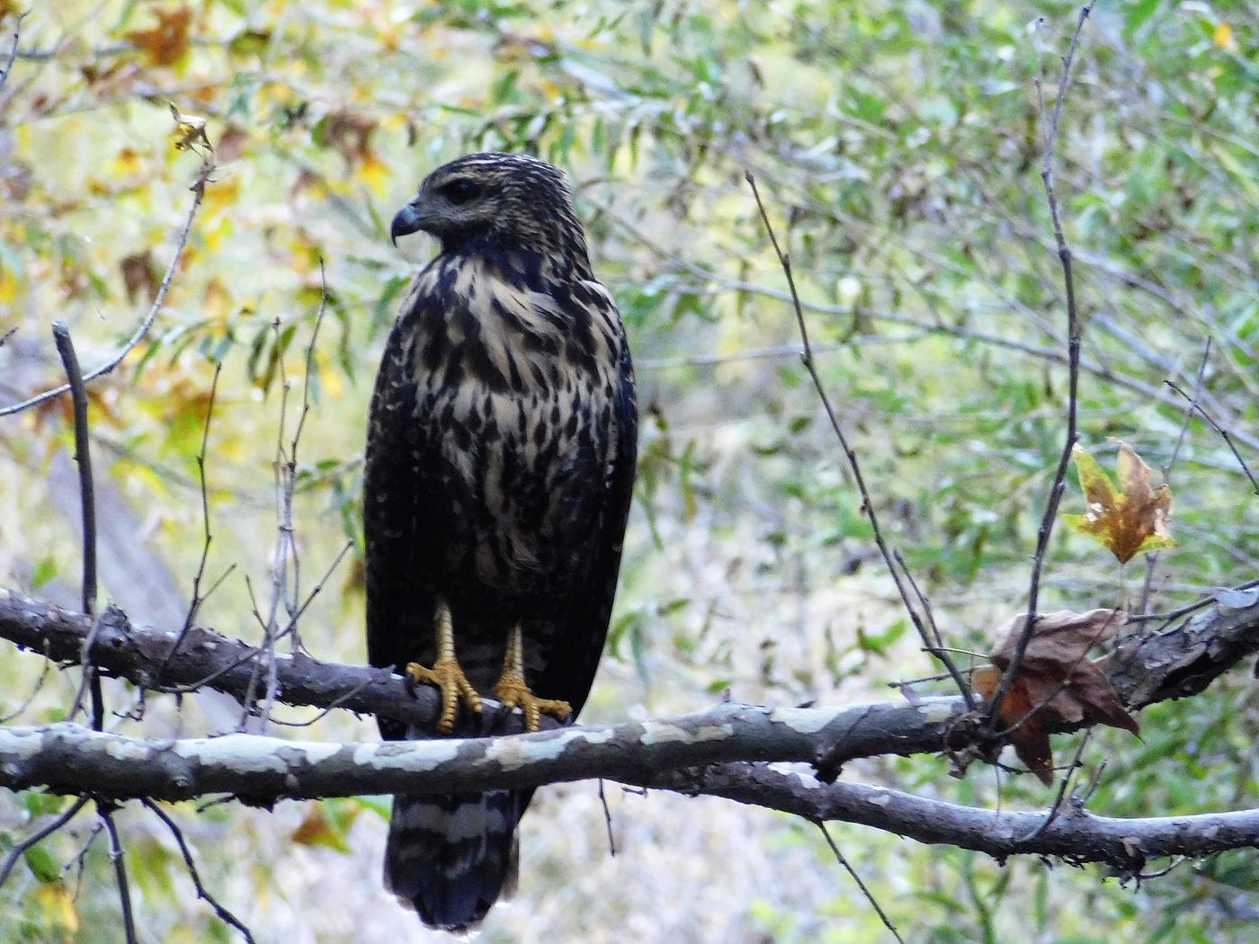 Black Hawks. Hiking at Stagecoach Stop in Sedona on… | by Gary Every | Wildlife Trekker | Medium