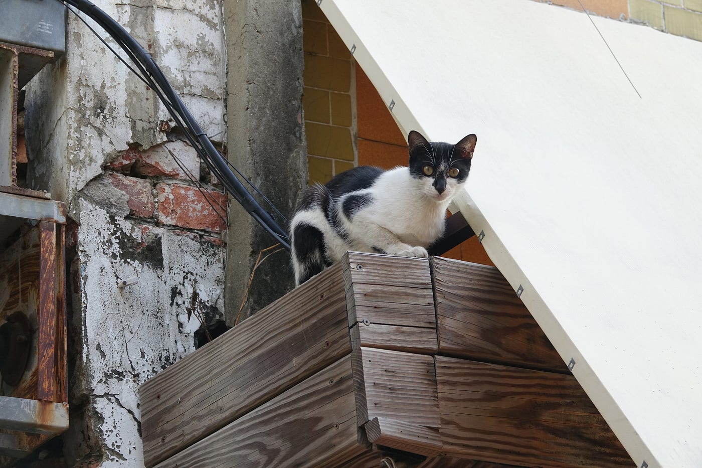 Tainan Alleycat