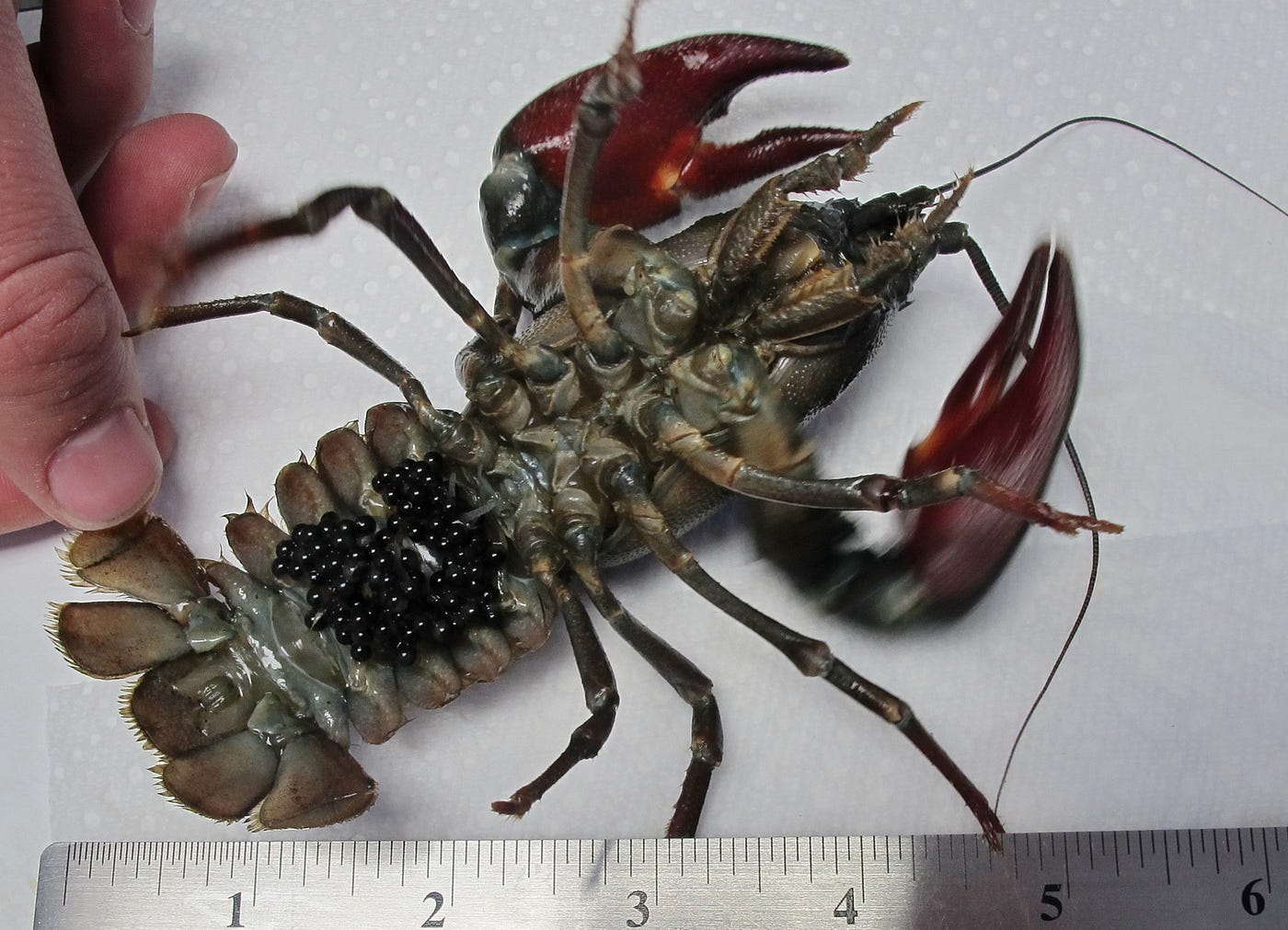 Bad 'dads: Crawdads of Kodiak. A conversation about crayfish in Alaska | by  U.S.Fish&Wildlife Alaska | Updates from the U.S. Fish and Wildlife Service  | Medium