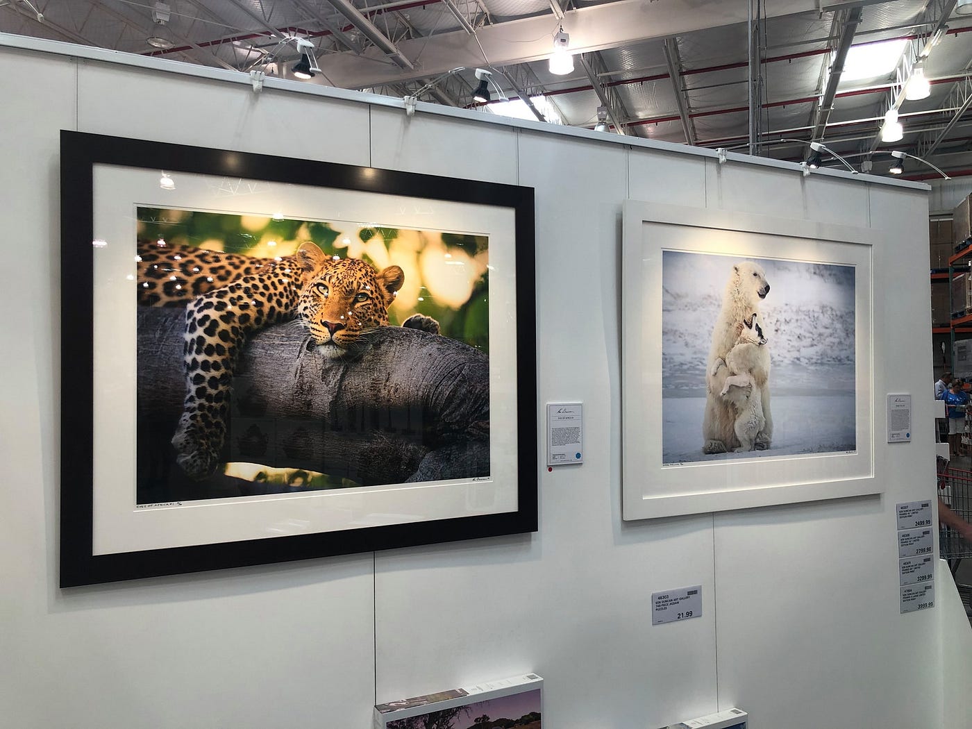 How to Use Picture Rail Hooks to Display Art, by Gallery Systems UK
