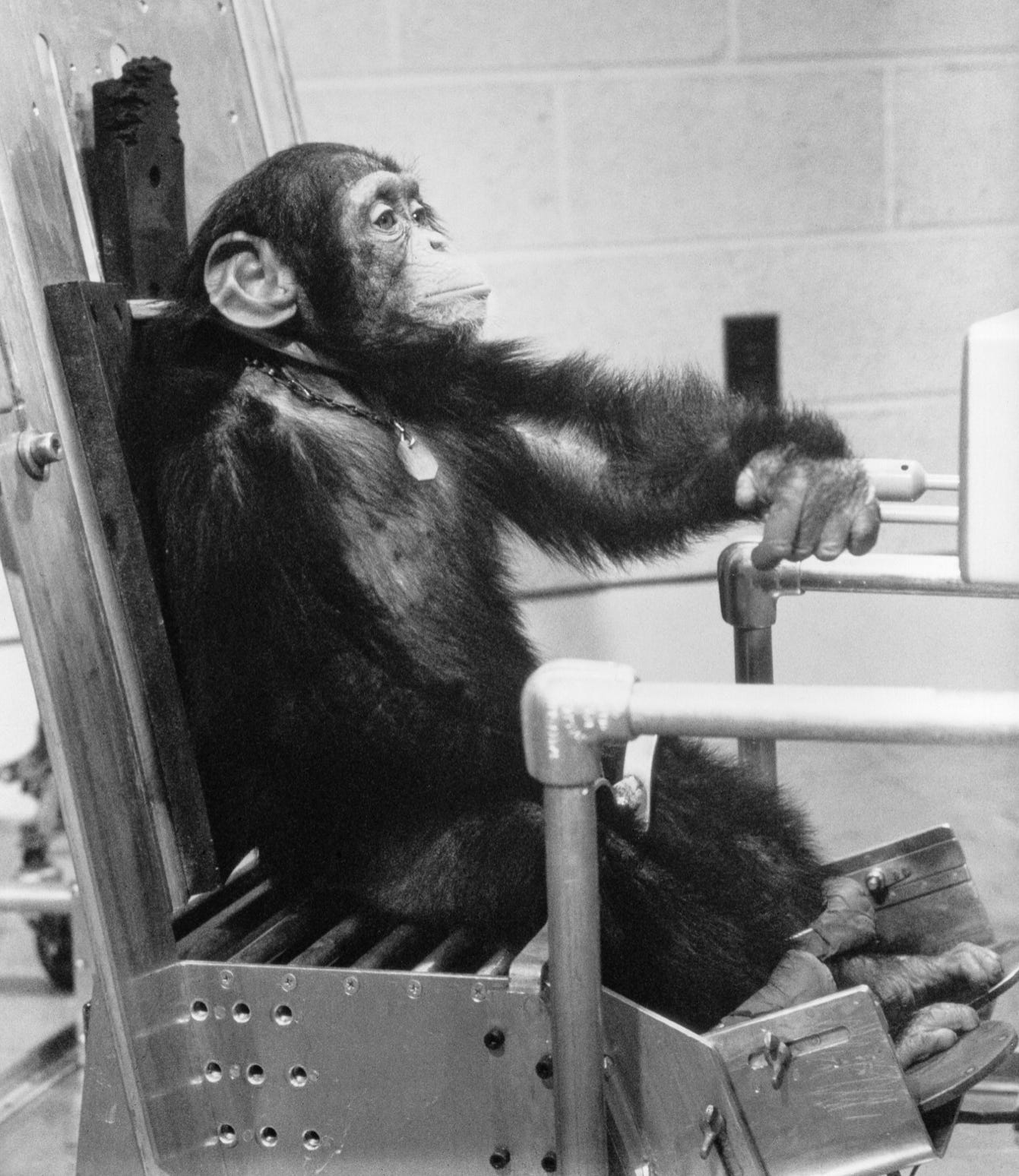 Animals In Space Nasa