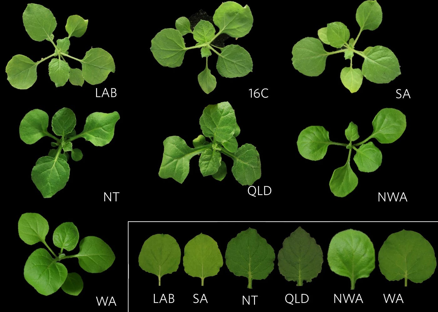 tobacco benthamiana Benthamiana rhapsody. How benthi — this wild tobacco plant… | by KamounLab