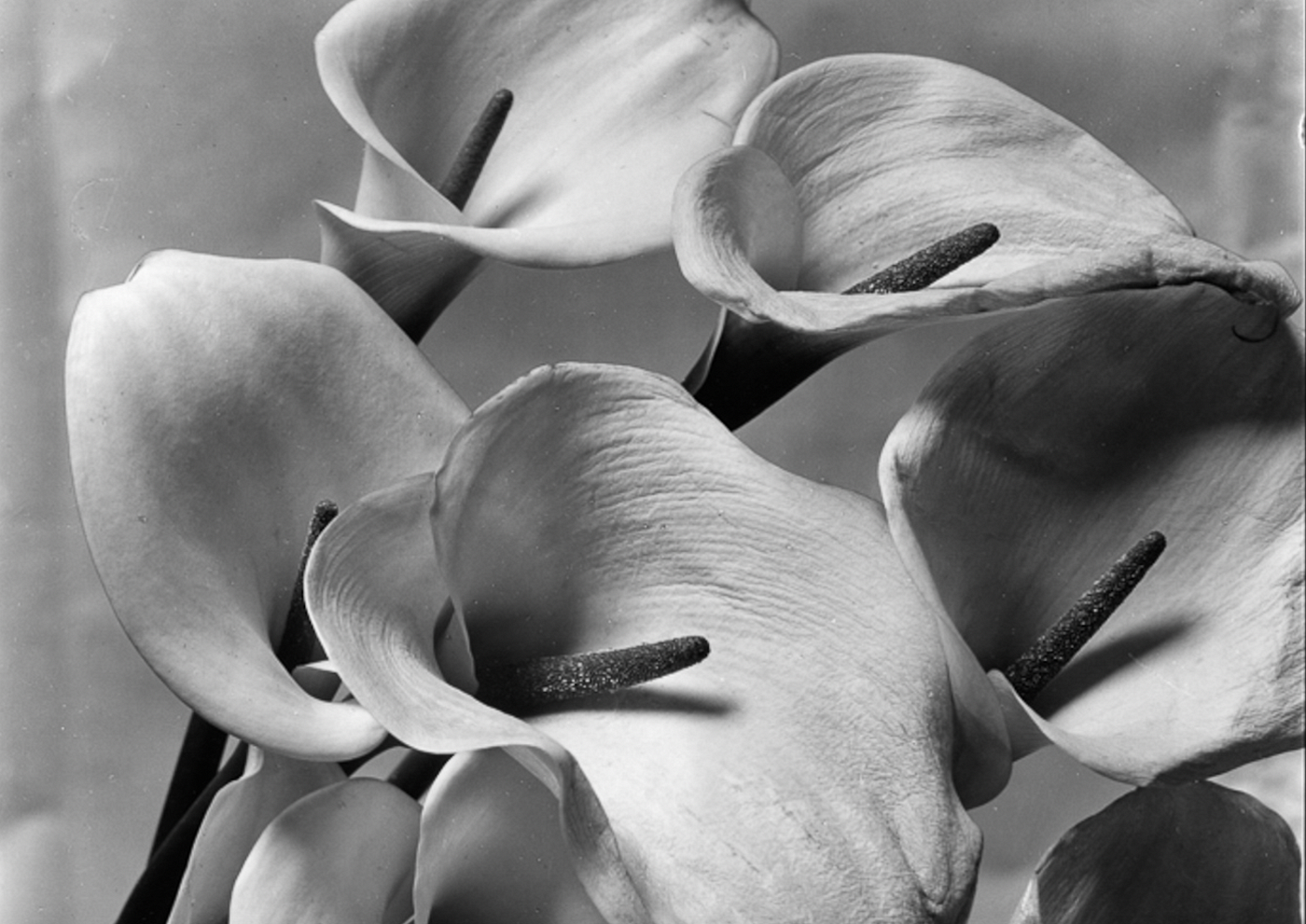 Imogen Cunningham: Peaceful Rebel, Modernist Trailblazer