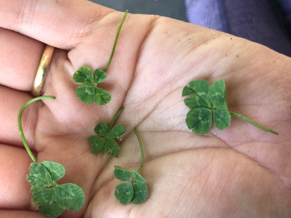 How to Find A Four-Leaf Clover. I know all the secrets, and I am ready…, by Sophie Lucido Johnson