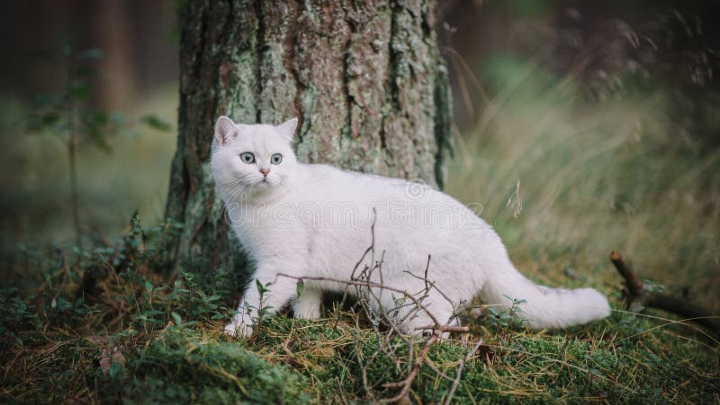 Beyond Elegance: Exploring the White British Shorthair Cat Price in India  2024 — A Buyer's Guide! | by Whitepersiancat | Dec, 2023 | Medium