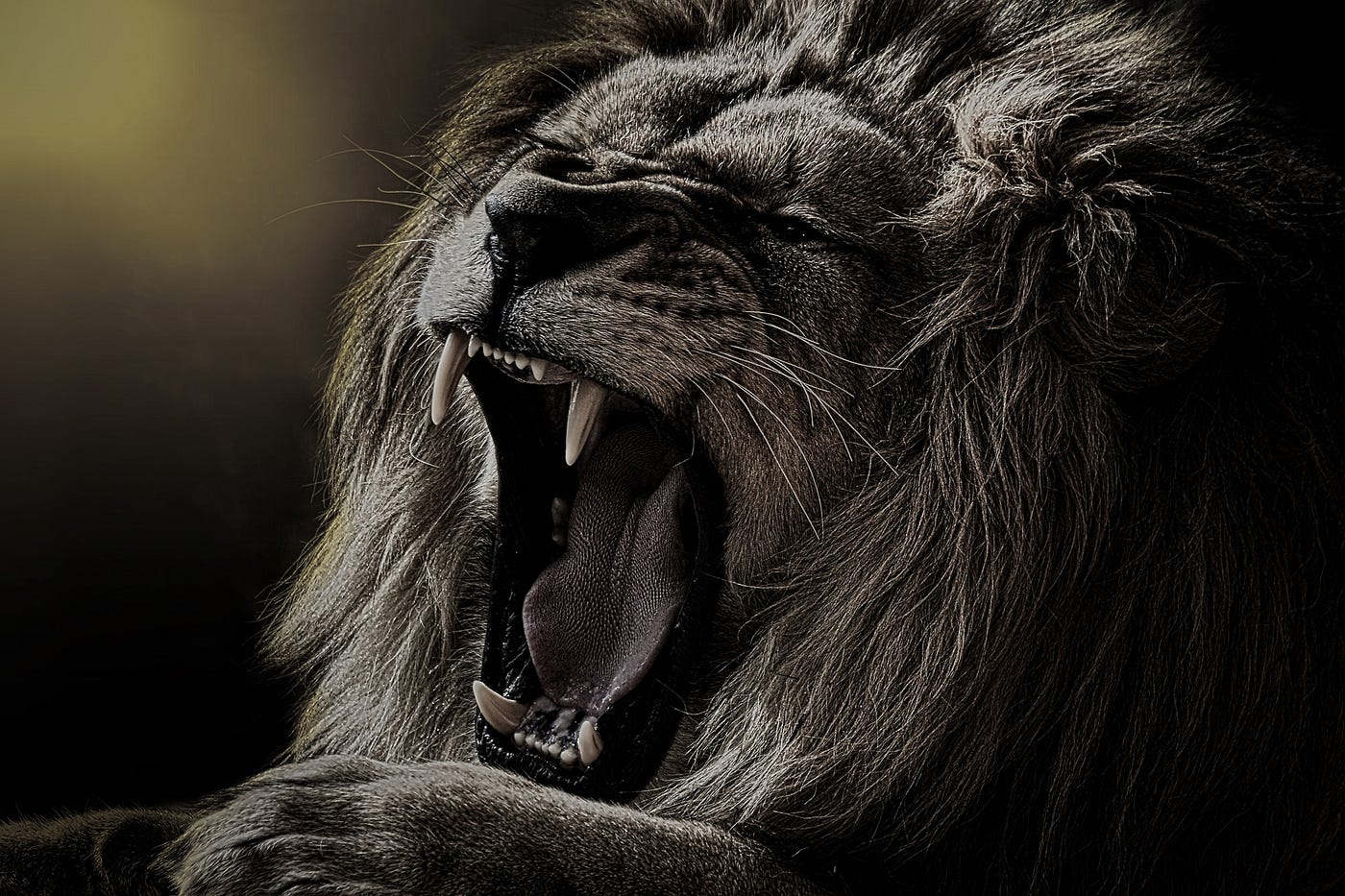 The Lion's Roar - Facing Your Fears