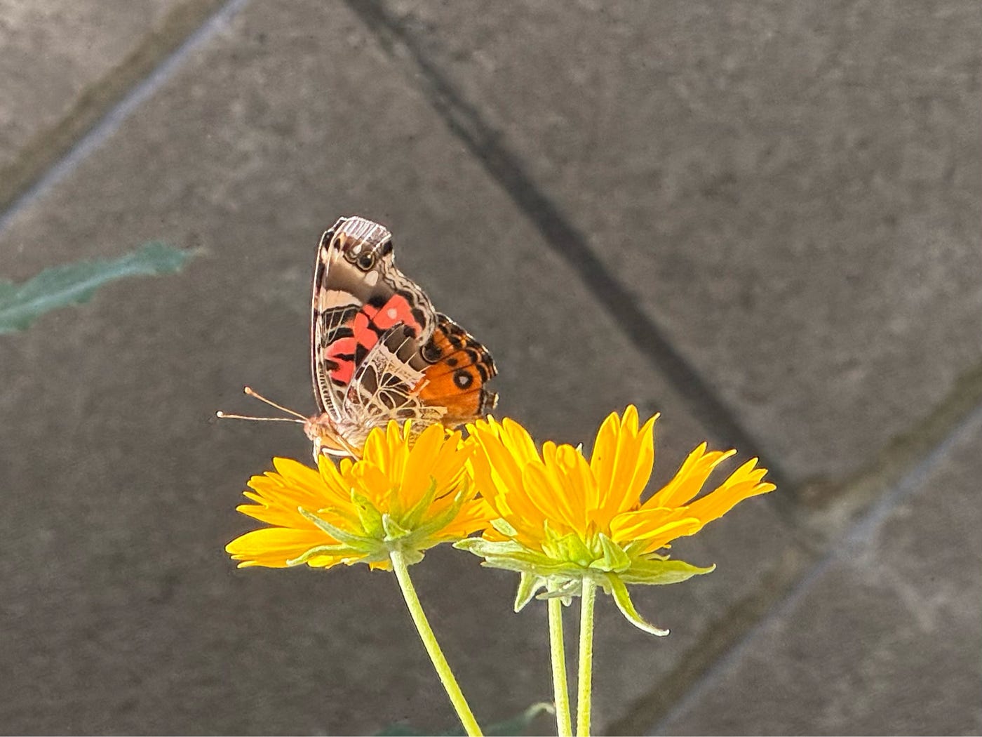 Painted Lady Butterfly
