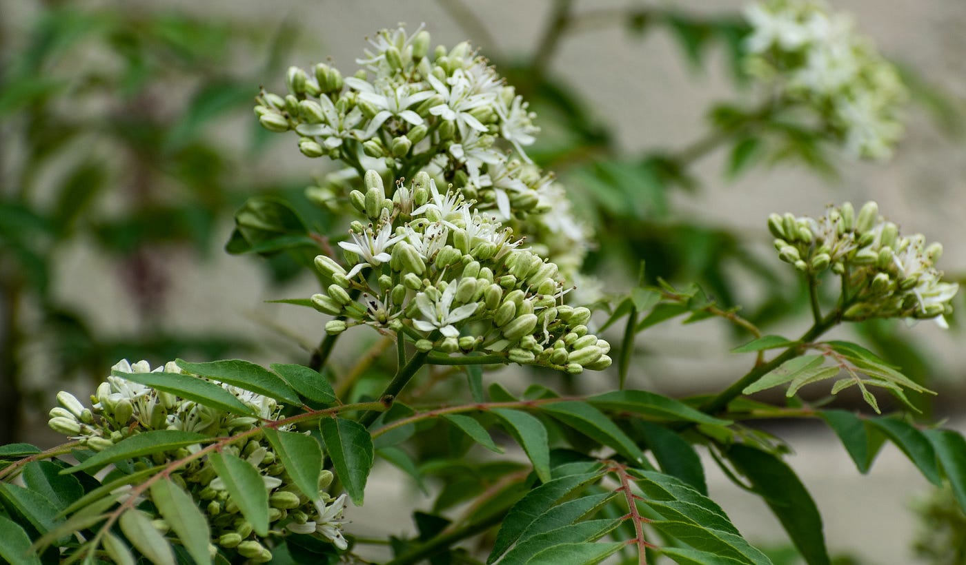 Curry Leaves  Health Benefits and How To Eat Them | by Gauri Sirur | Weeds  & Wildflowers | Medium