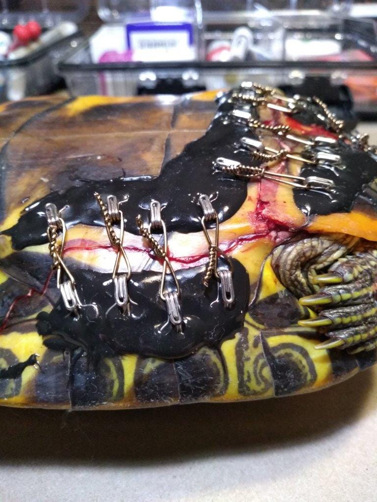 A Bohemian Seeking Rhapsody - Bra hooks used to repair turtle shells.