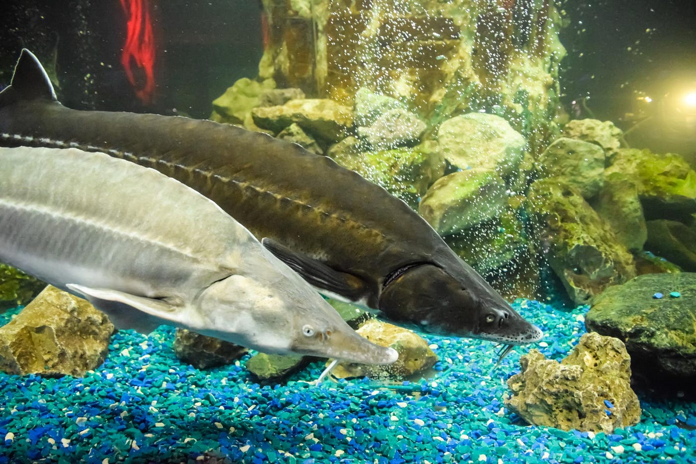 Beyond Black Gold Unveiling the Golden Secrets of Albino Sterlet