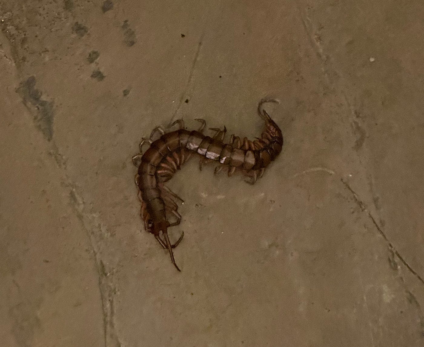 House Centipede Bite Symptoms