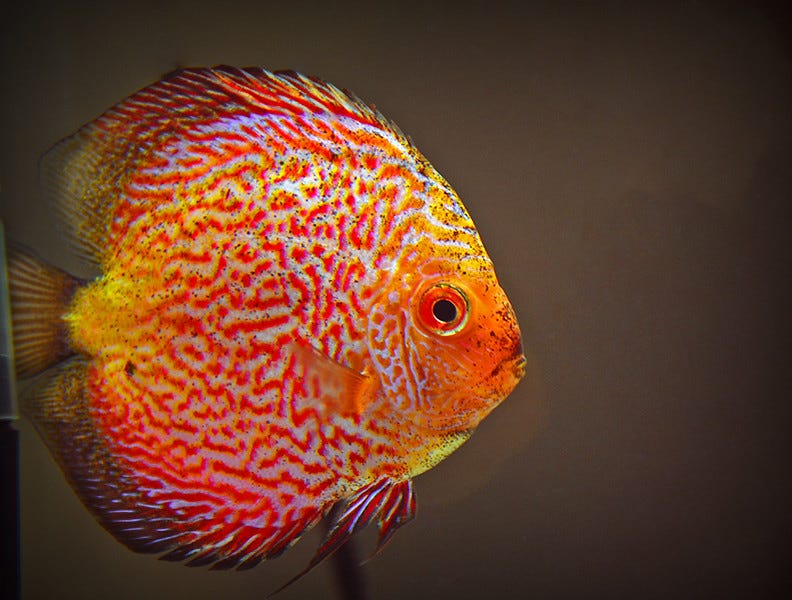 Top 20 Most Beautiful Aquarium Fishes: A Visual Feast for Fish Lovers 