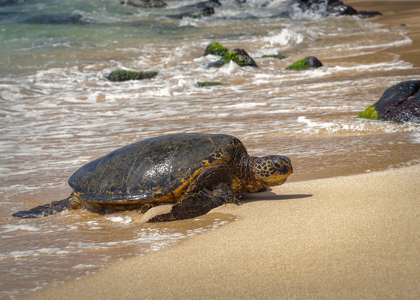 Punahele & The Majesty of Green Sea Turtles | by Geoff Piper Photography |  Medium