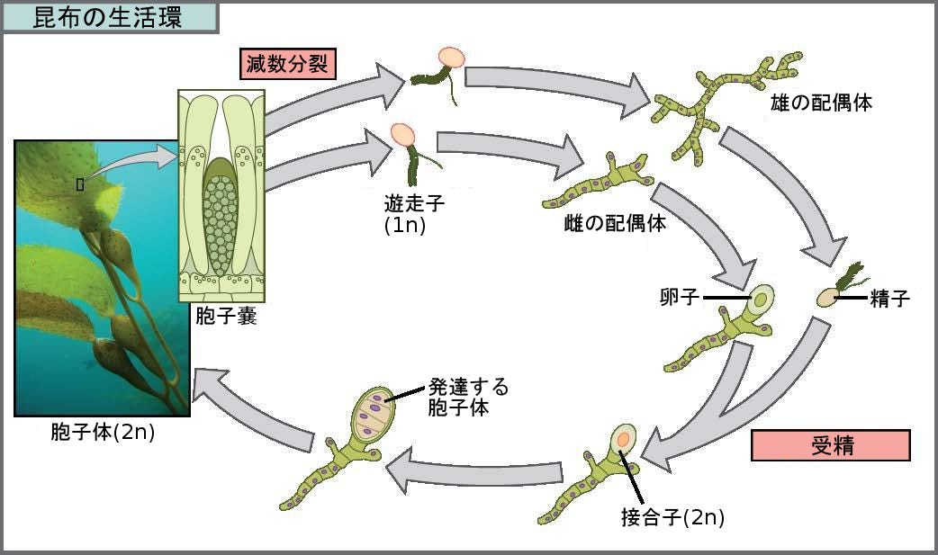 生物学 第2版 — 第23章 原生生物 —. Japanese translation of “Biology 