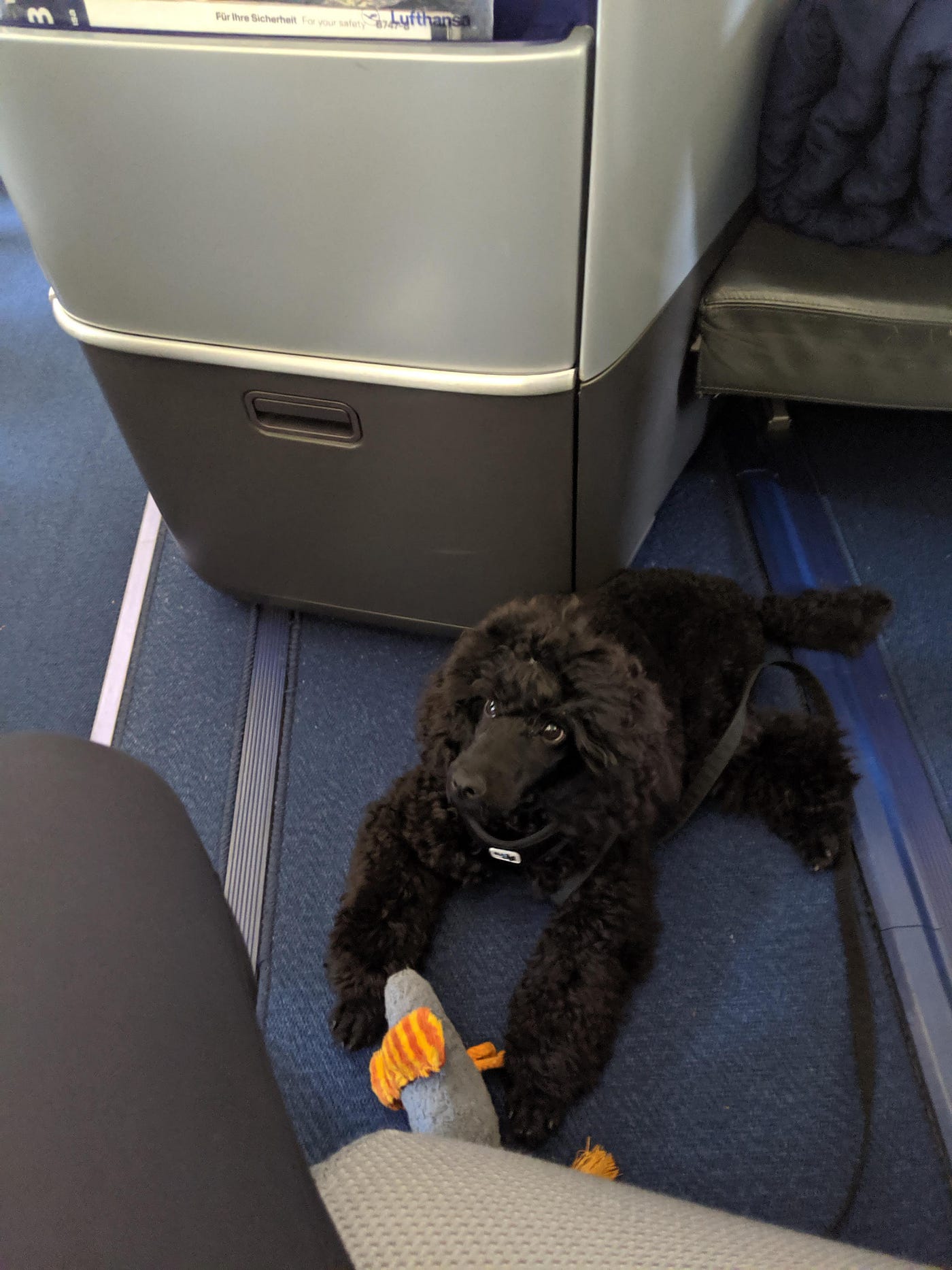 Reisen mit Hund. Flug nach New York | by Leben mit Hund | Medium